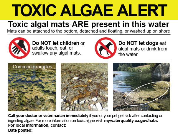 BLMca's tweet photo. ⚠️A harmful algal bloom is an overgrowth of algae in a water body that could affect water quality and aquatic life. It can make the water appear green, blue, brown, gold or red. Pay attention to signage. 🐾 Protect your family & pets! #WhenInDoubtStayOut
https://t.co/ZHBdpT0zR5 https://t.co/ZeIe0Mb347