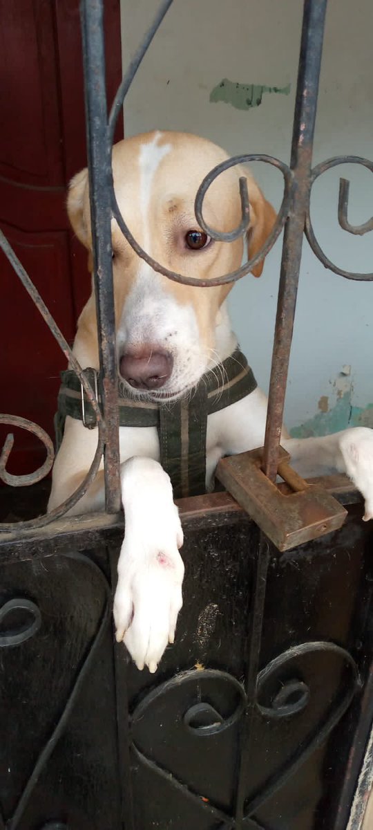 ValeriaAndrango's tweet photo. PERRITO EN ADOPCIÓN se puede. Comunicar al 0983063556 @RescateAnimalEC  @alcaldiagye  #adopcionresponsable   El perrito raza grande ya tiene 2 años y los dueños no pasan en casa el perrito pasa solito😩por esa misma razón le están buscando un hogar donde le den amor https://t.co/kxEwhC5NKK
