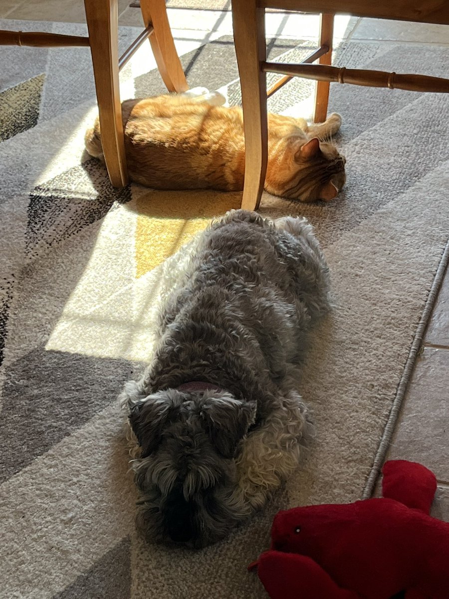 eturp41's tweet photo. These two….sharing a sunbeam….can’t even…. https://t.co/h1TpWS1uyb