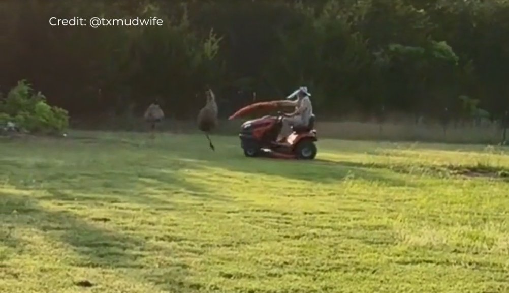 Watch a Texas man brandish a pool noodle hat to fend off emu / Twitter