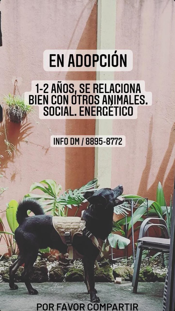 paolavegar's tweet image. Perrito busca casa 🐶 

Resulta que los dueños del perrito que encontramos perdido en Los Yoses no tienen interés en que vuelva. Así que hay un perrito hermoso en adopción. Es súper cariñoso y educado. Ya mi vecino lo bañó, lo desparasitó y lo despulgó.