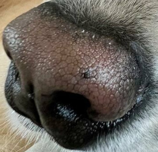 Venk Close-up tweet media