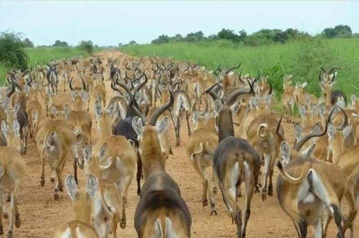 MakholManyok's tweet photo. Don't let them see this picture of Baidingole National Park please 🥺😌
#SSOT https://t.co/DJPLYQMCNy