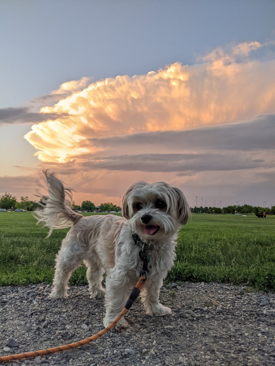 ChelsAndrewsWX's tweet photo. Seeing more and more storms 😍 in CO these last few weeks but Kiwi never lets me forget who the real star of the show is. Goodest girl storm chaser!

#storms #cowx #coloradodogs #colorado #springinco #dogmom #shihtese #womansbestfriend #denverdogs https://t.co/Ecw8EcWElU