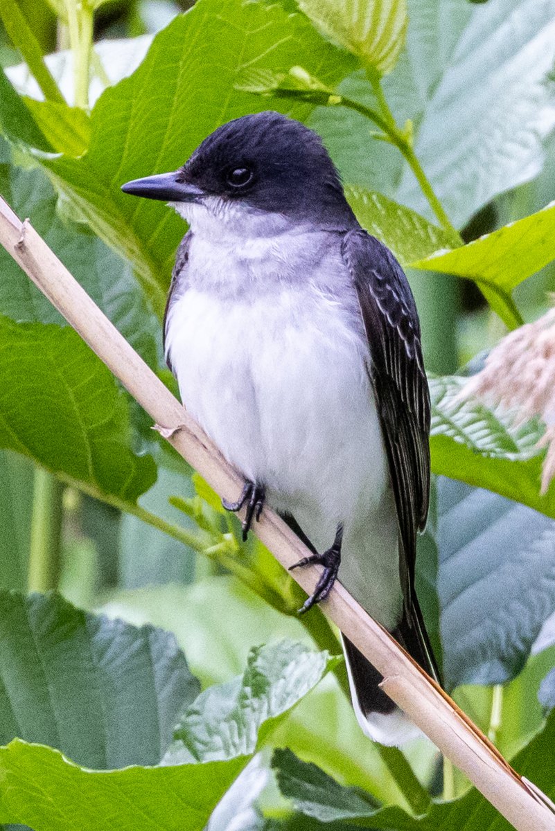 StevenC_in_NYC's tweet photo. Eastern Kingbird. Turtle Pond, Central Park, UWS, NYC. Thanks to @BirdCentralPark #cpbird https://t.co/5IeBXvXq6P