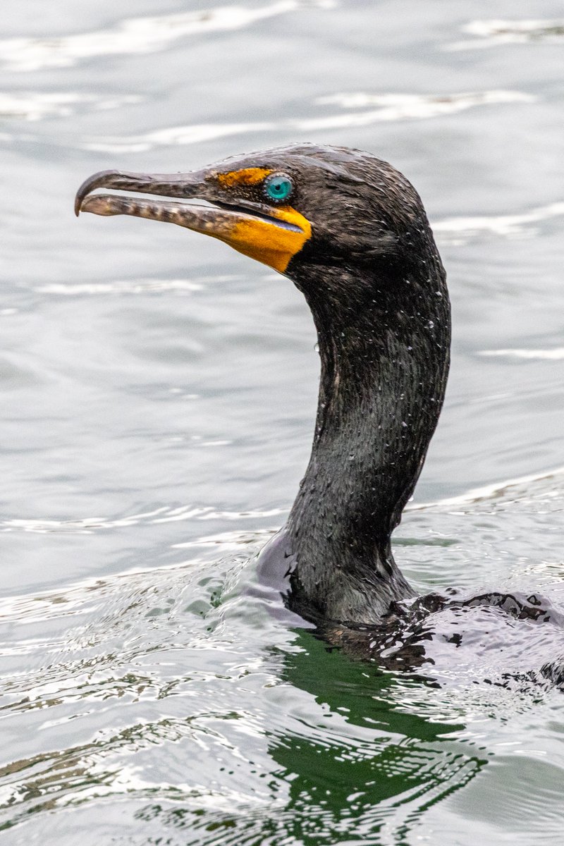 StevenC_in_NYC's tweet photo. Cormorant. Reservoir, Central Park, UWS, NYC.
@BirdCentralPark #cpbird https://t.co/59io6aJzcK