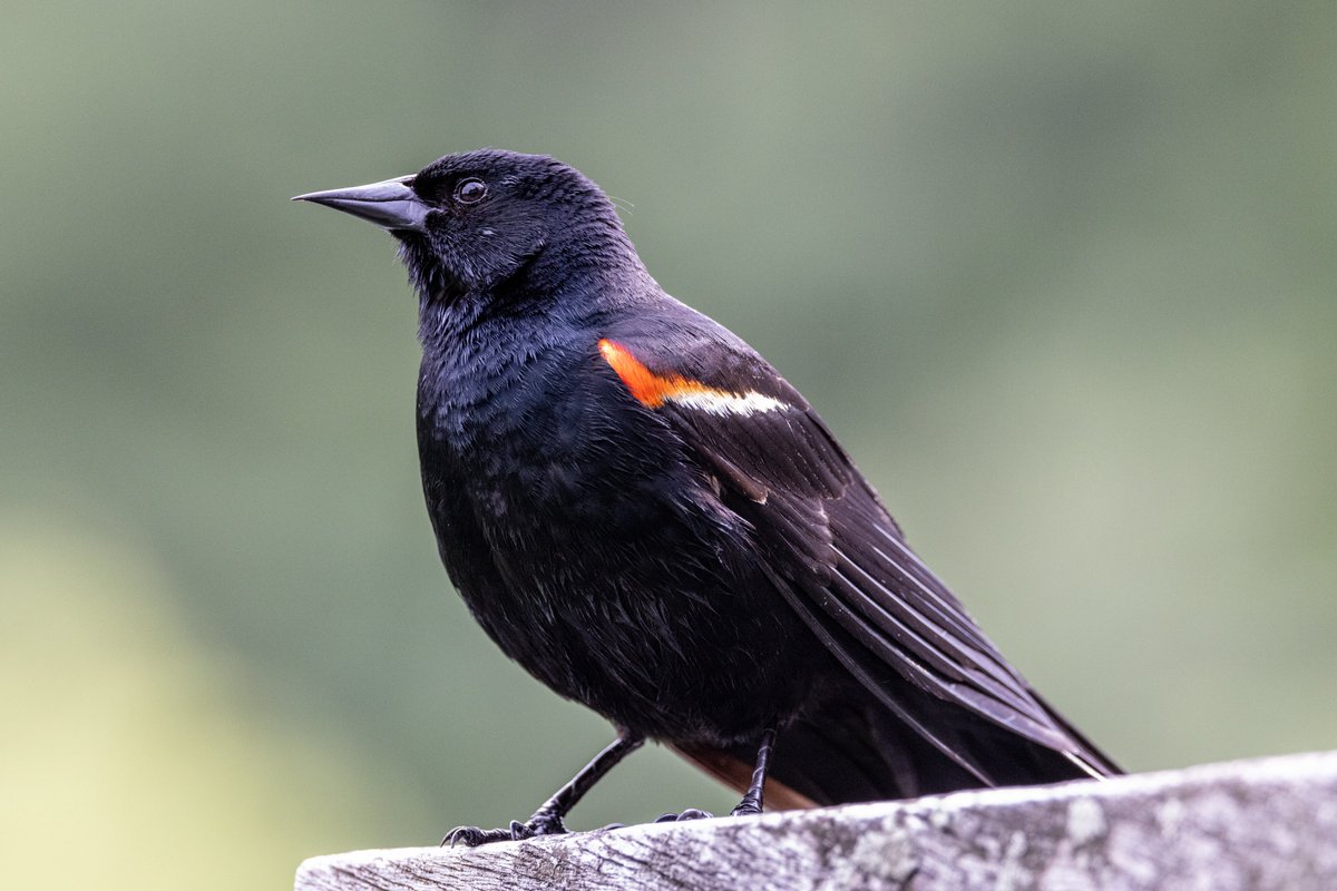 StevenC_in_NYC's tweet photo. Red-winged blackbird. Turtle Pond, Central Park, UWS, NYC.
@BirdCentralPark #cpbird https://t.co/mTsusBu1WT