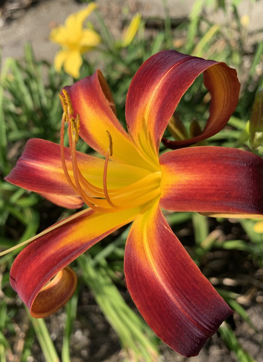 #Louisianablooms  #daylilies #excusestopause #thewayiseeit #seewhatisee #optoutside #iphonephotography #spring #marshlife