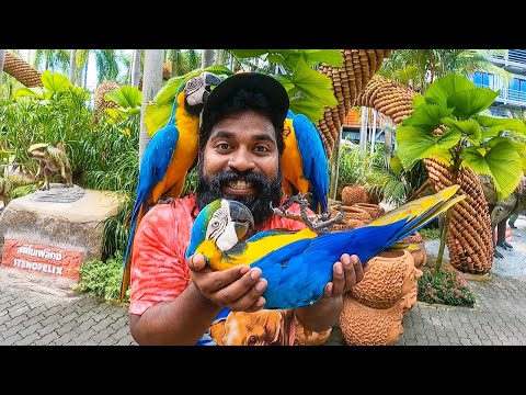 newindianmovies's tweet photo. മക്കാവോ കിളിയെ വാങ്ങലും ആന മസാജും | Thailand Wala Trip Ep : 3 | M4 Tech | https://t.co/Cxqm0OXJxN https://t.co/lslVcdO1AE