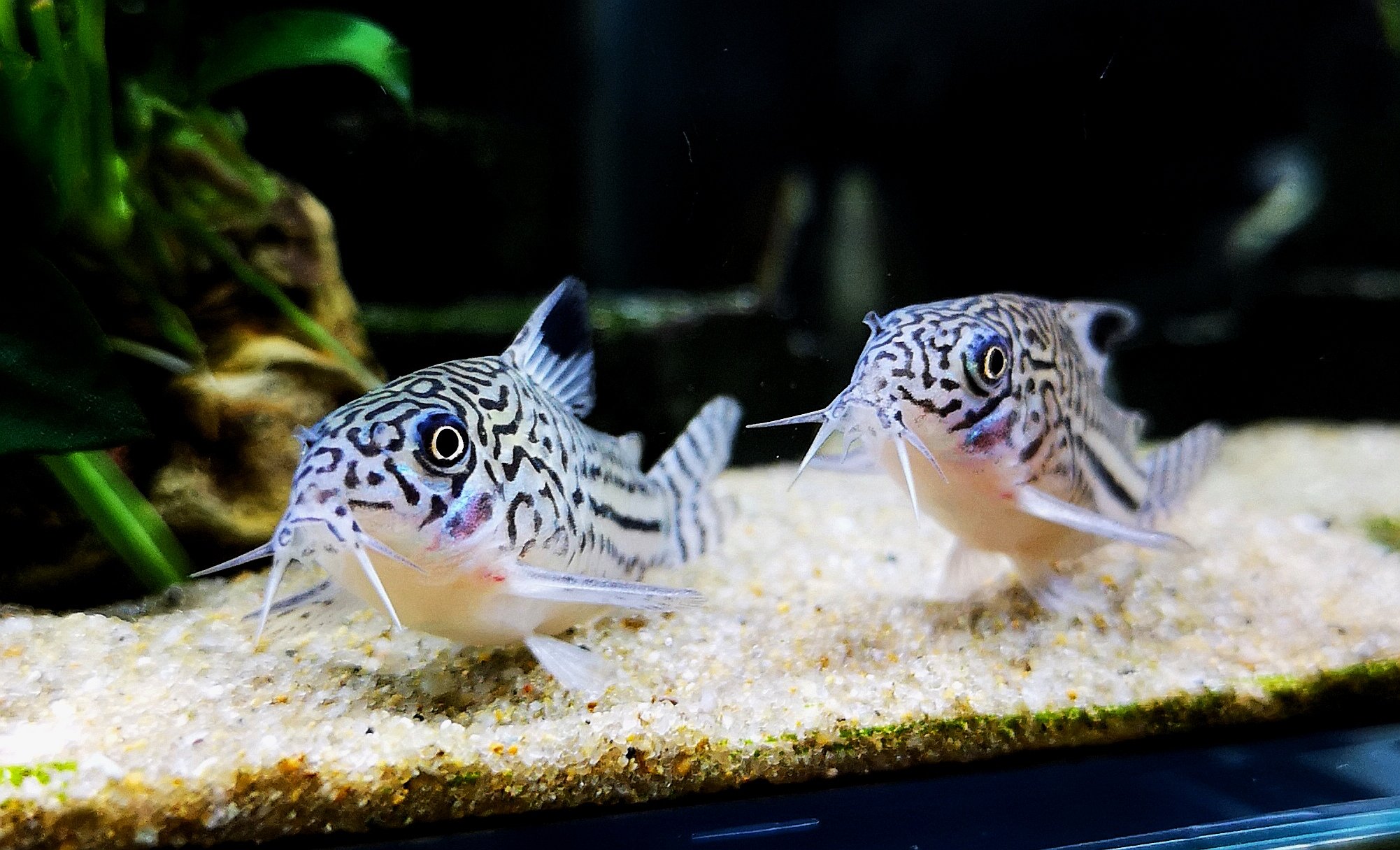 雨蛙 さて 今日も水換えじゃ ジュリー可愛いね B コリドラス ジュリー アクアリウム T Co Zylchj4fzq Twitter