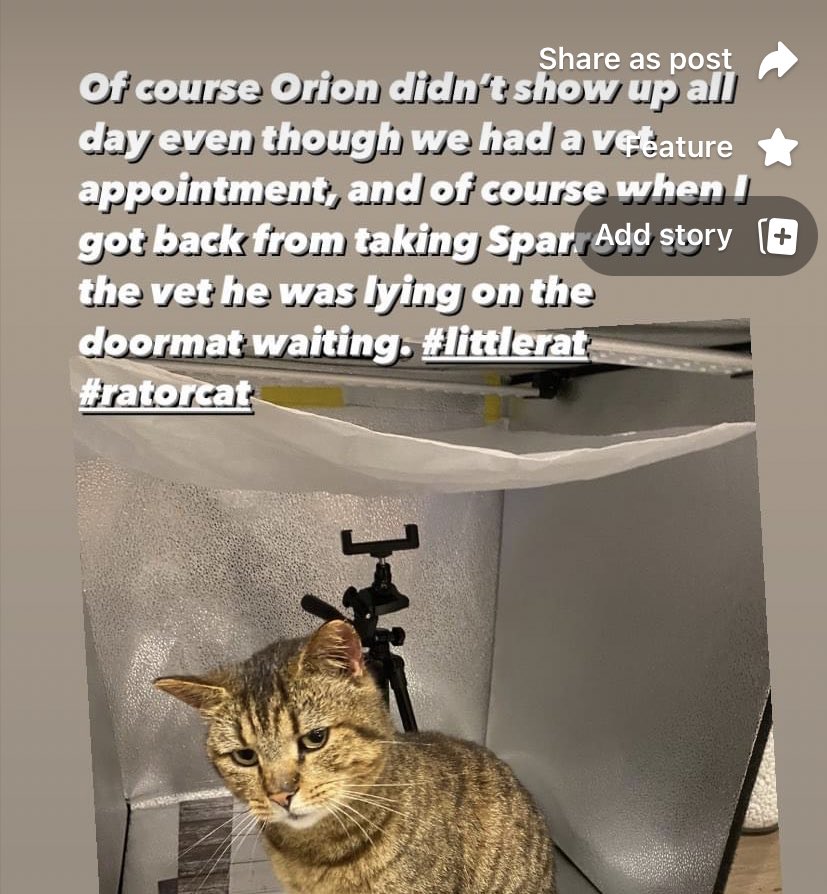 lizzieferrara's tweet photo. Apologies Twitter, forgot to share this little gem from yesterday - #catcircus #CatsOfTwitter https://t.co/iUtWSBzHkZ