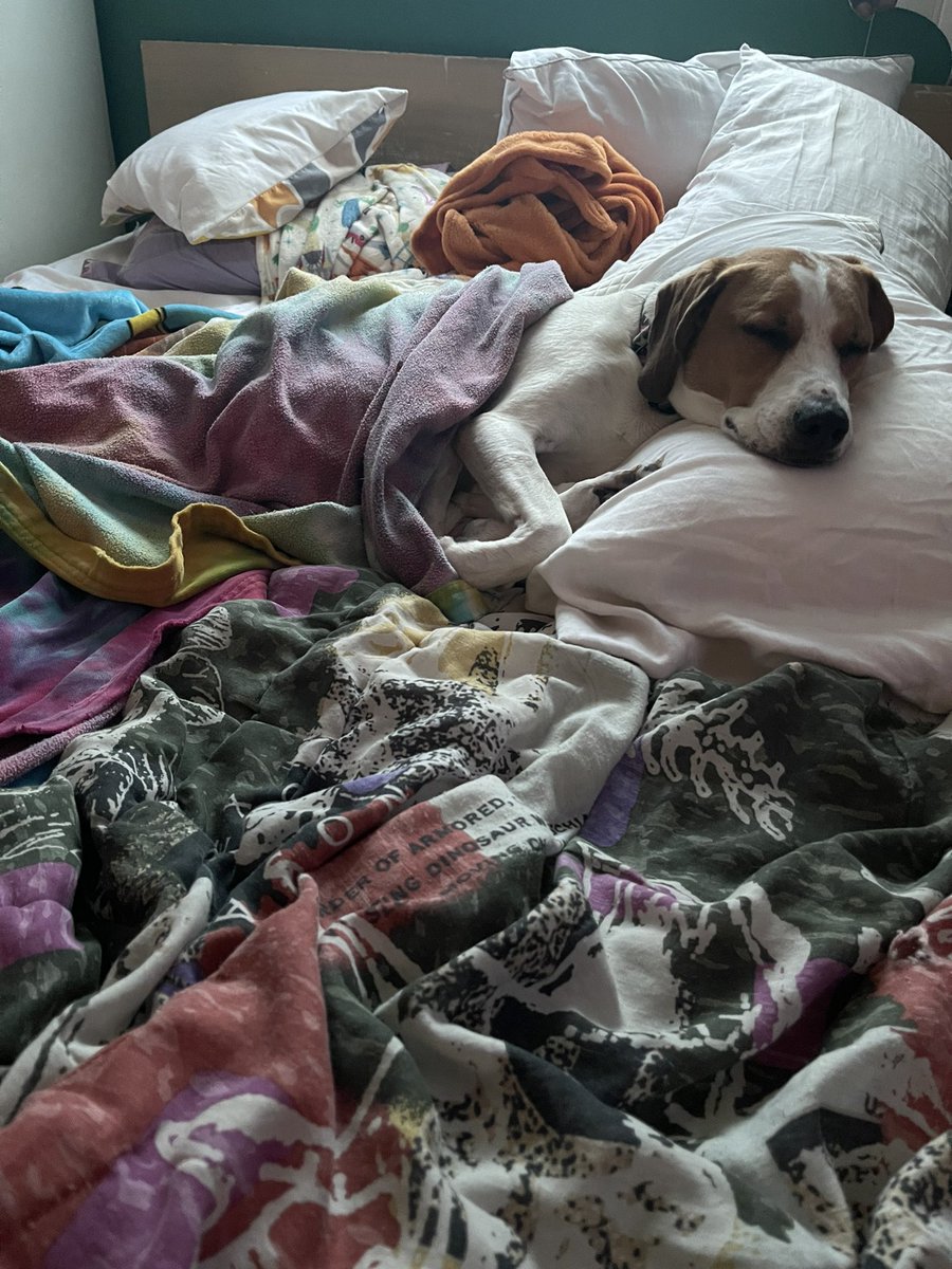 Thanks so much, all!! We are making some major progress on funding Bucky’s Cancer Treatment! Every little bit helps, please consider donating to help me save my sweet boy! 💜 #dogsoftwitter #BUCKYSTRONG 💕 gofund.me/a34a89a5