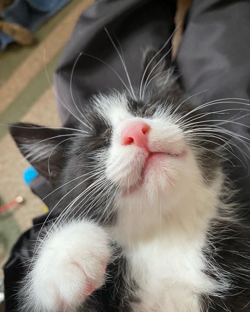 𝐏 𝐎 𝐈 𝐒 𝐎 𝐍 .ᐟ (@3nvyyou) on Twitter photo 