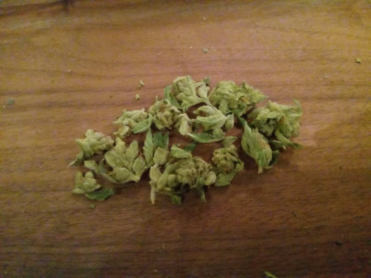 CannaMindSee420's tweet photo. Ah FINALLY home and ready for a proper nightcap... who's with me?
Strawberry Haze/SourGarlicCookies!
#MidNightDelight
@jen_wrightcr
@vizurantvis
@Hippie_of_Love
@smokeydawg27
@SeanKessler17
@420Patriotof757
@MrPeeps7
@HelenStoner4l4
@moneygo8tee
@Sweet_Mornings https://t.co/as3UoLbAEk