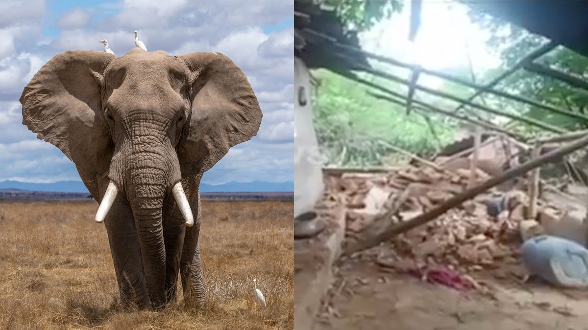HugoGloss's tweet photo. Após matar e voltar para pisotear mulher em funeral, elefante teria chamado manada para destruir casa e vilarejo da vítima; veja as imagens https://t.co/bVDo9V3Umx (Fotos: Nam Anh on Unsplash/ Reprodução) https://t.co/YAldauGA6S