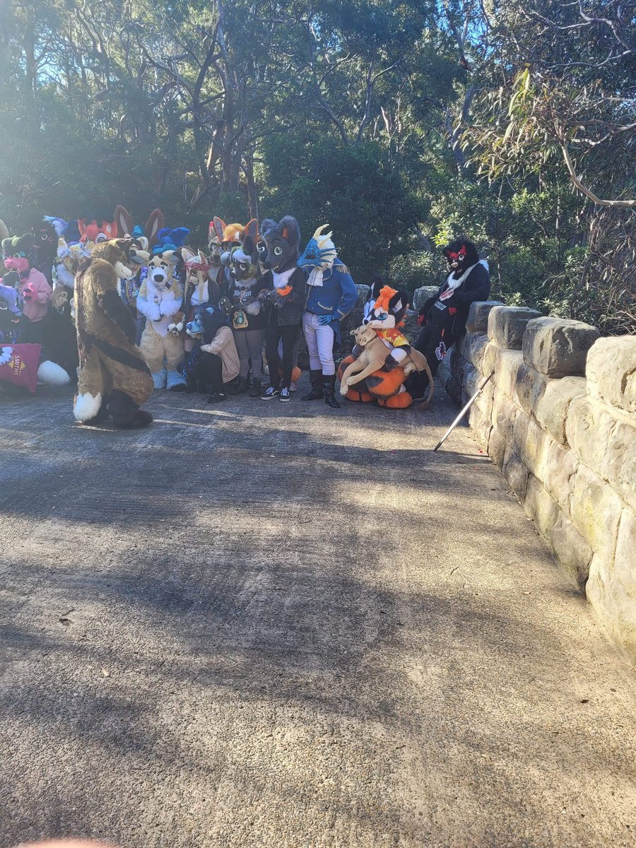 Garou met many friends, and they were all playing together!
#furry #fursuit