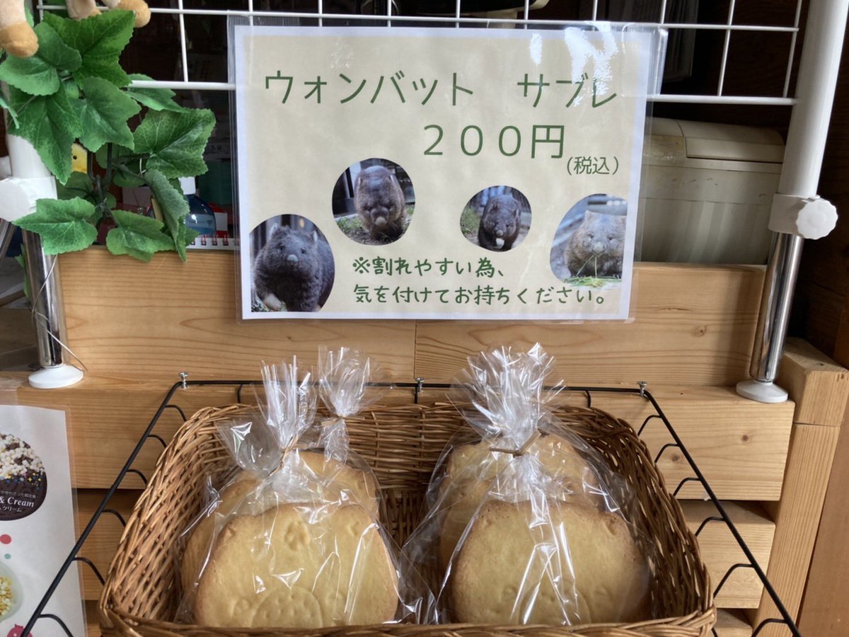 satsukiyama_zoo's tweet photo. 地元のパン屋さんが作ったウォンバット サブレを昨日より売店にて販売しています😆毎週数量限定で販売します。
是非お買い求めください♪ https://t.co/m6ytvX4tx5