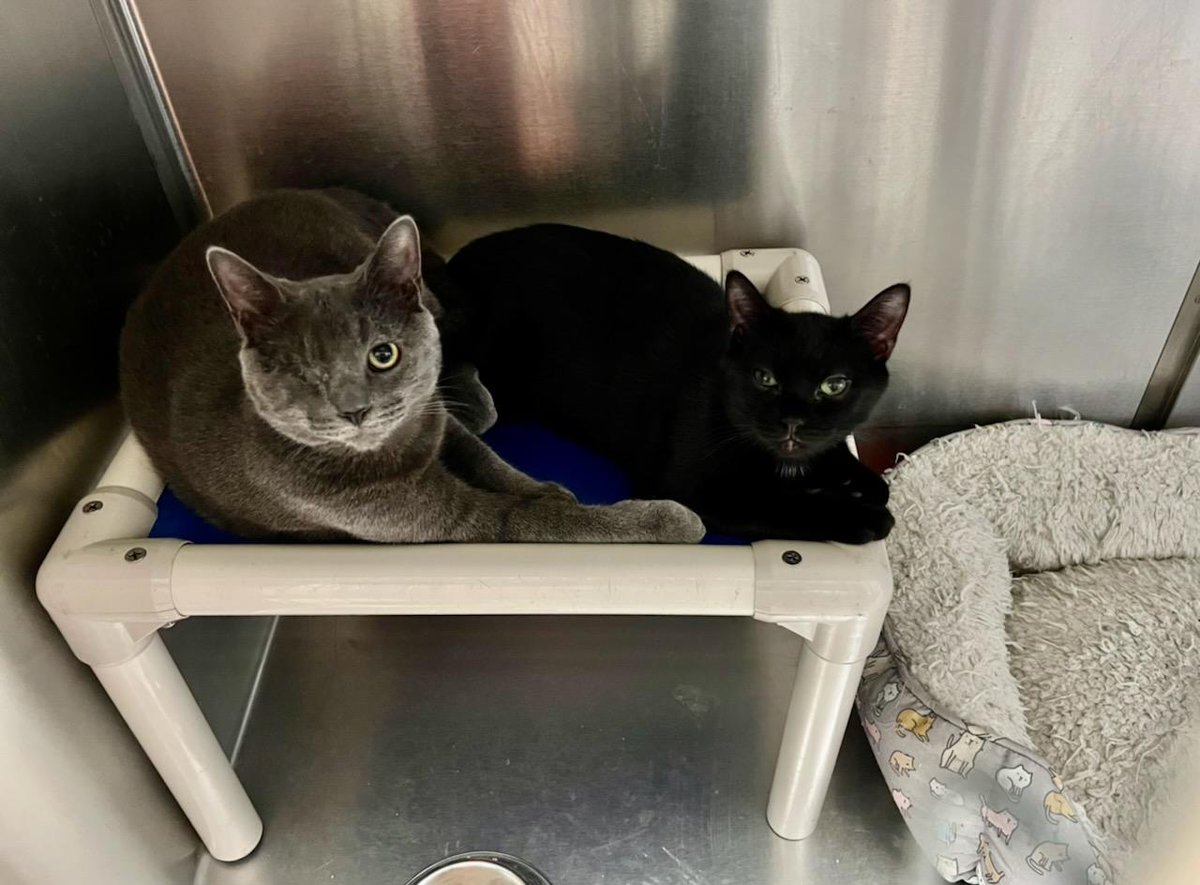 Foosha_Art's tweet photo. Picking these babies up tomorrow and I'm literally screaming. MAMA LOVES YOU SO MUCH AND CANT WAIT TO TAKE YOU HOME! https://t.co/Azt8oEVtAh