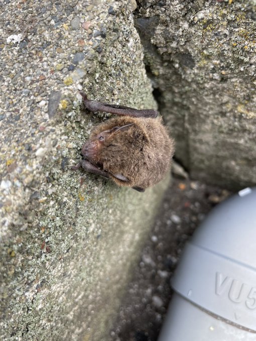 コウモリさん🦇いた https://t.co/iswzGQSkSZ