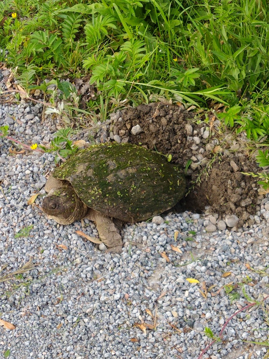 Ds22Singleton's tweet image. 