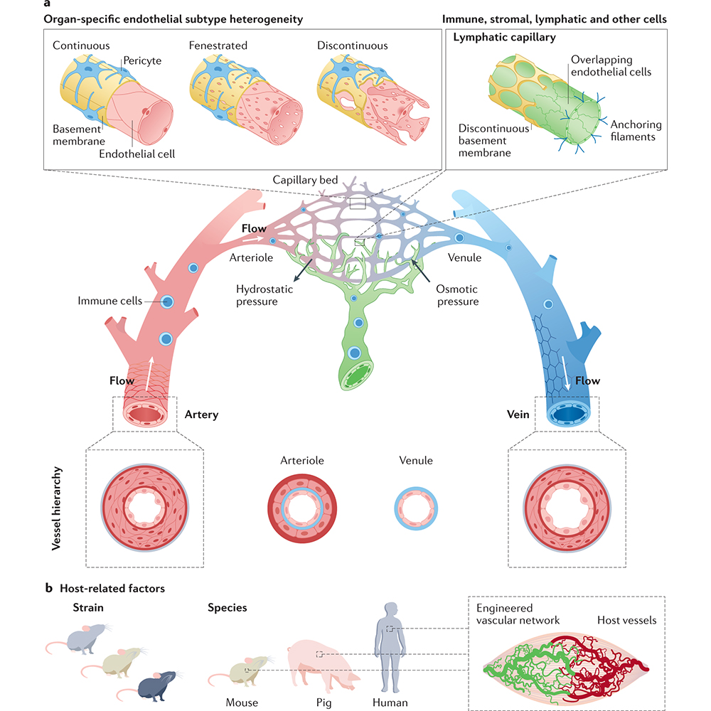 NaturePortfolio's tweet photo. Engineers have sought to fabricate vascular networks to deliver oxygen and nutrients within engineered human tissues. A Review in @NatRevMater highlights how materials advances have enabled the development of vascular engineering approaches. https://t.co/g3eFErEvkT https://t.co/sD2lBrFzrv