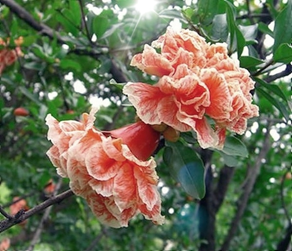 KubinRonnie's tweet photo. The 'Pomegranate flower' is a beautiful on its tree, Known for its bright red attributes 🌺
#Pomegranate #Pomegranateflower #Flowers 
#fruitstree #gardening #Garden #fruitflower https://t.co/lZBpWzSV7W