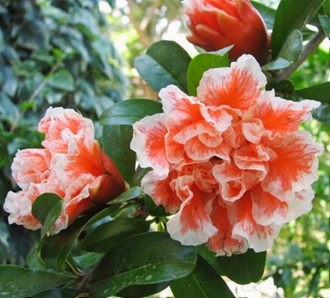 KubinRonnie's tweet photo. The 'Pomegranate flower' is a beautiful on its tree, Known for its bright red attributes 🌺
#Pomegranate #Pomegranateflower #Flowers 
#fruitstree #gardening #Garden #fruitflower https://t.co/lZBpWzSV7W