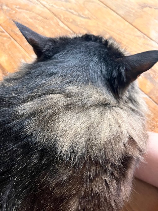 最近分かったのはうちのは寝床が硬くないと嫌なようだ、、だからフローリングで寝かしつける なぁに、、会社の床で寝た時よかマシさ、、 