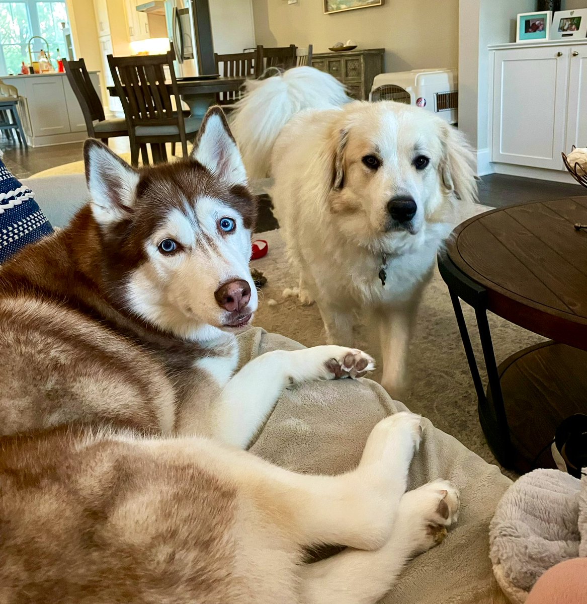 MaggieandKoko's tweet photo. Did you just say what we think you said? 🧀🧀🧀 #dogsoftwitter #dogs #cheeseoclock https://t.co/rdAMNyqJwj