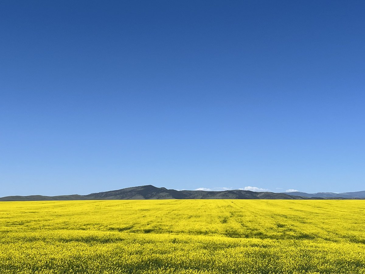 Few things are more beautiful than this! #WinterCanola #Plurax #1022