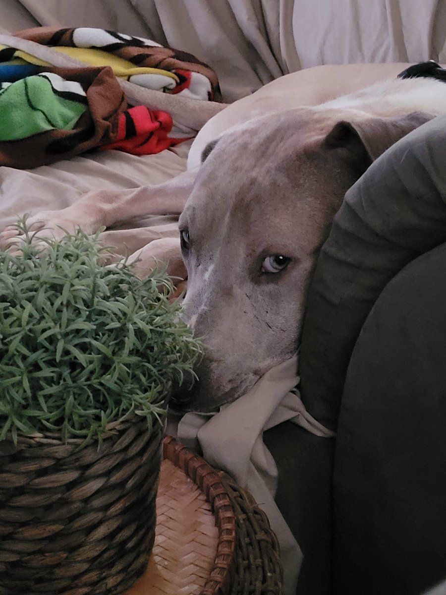 tmr_8706's tweet photo. Detective studying my dead body: "Do you know what made her fall?"
Journey kicking away the towel he used to clean up the giant puddle of slobber next to his water bowl: *shrug*
#bigdoglife #horror #slobbery https://t.co/2ysWIkKGGD