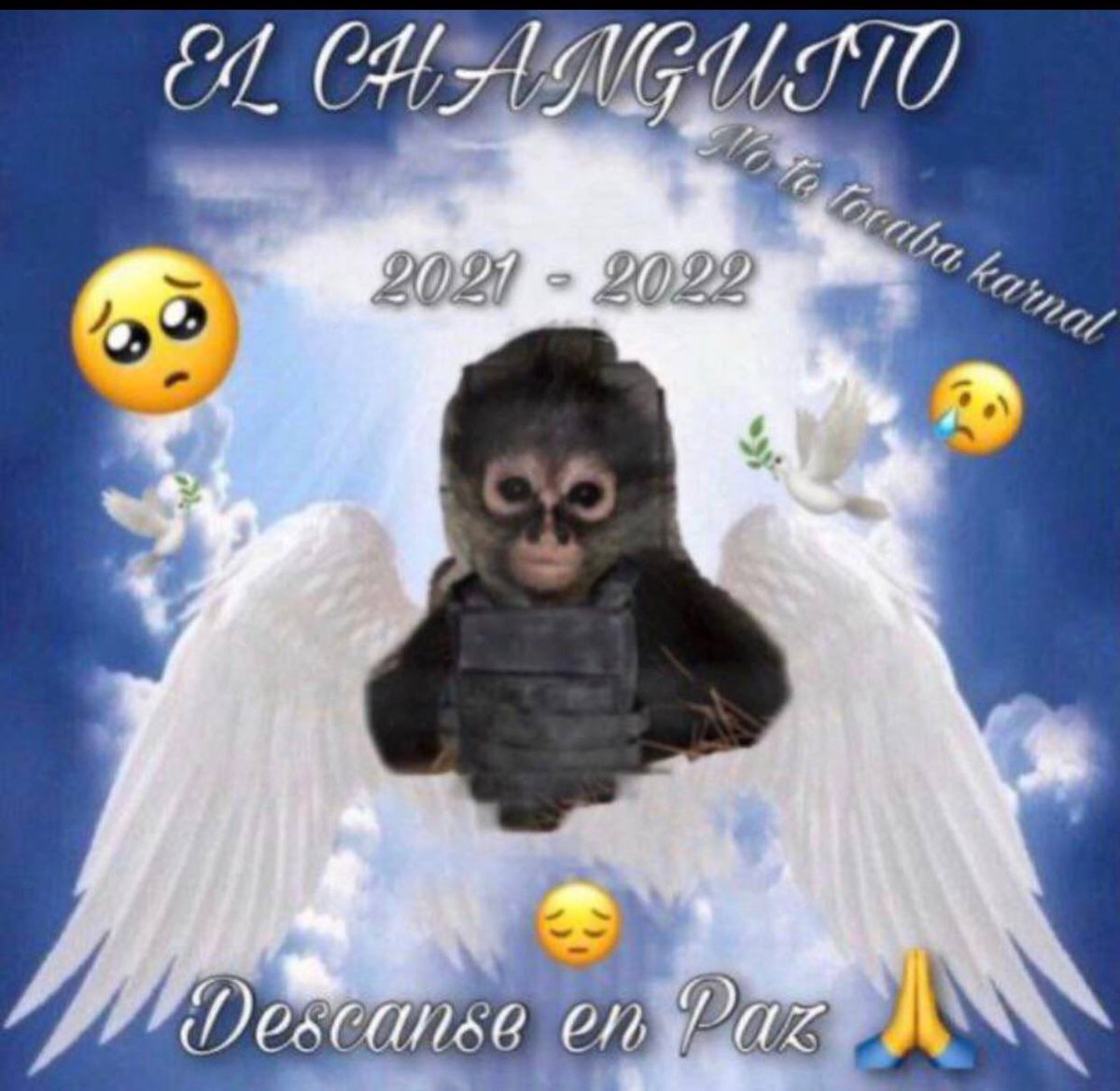 A monkey was killed in a cartel shootout and they made this
