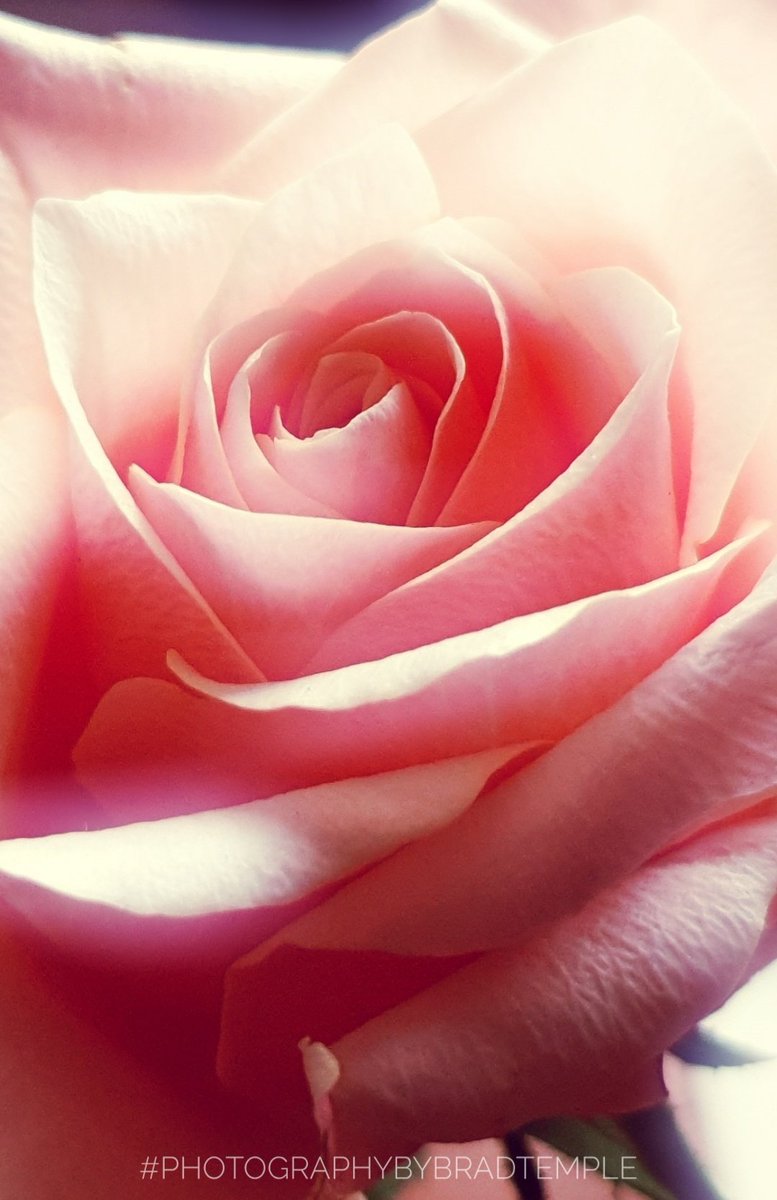 BradTemple3's tweet photo. He writes on her skin, in ways she can never see. What she feels is enough for her to know it is beautiful....@The_Sculptress
#photographybybradtemple #photographer #naturephotography #artphotography #fineartphotography #flowerphotography #stilllifephotography #PhotoOfTheDay https://t.co/glutDNcS9E
