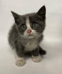 *SHELTER PLEA* 4 Week old kitty NEOPOLITAN needs your help!! Neopolitan was brought to the ACC as a stray by a finder who stated she was wandering alone. She has been experiencing diarrhea and dehydration.
facebook.com/NYCDEATHROWCAT…