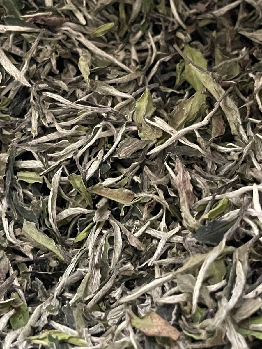 Super excited to see an article on #iced #tea in AARP. But let’s get the #tea #facts straight #white #tea is not “harvested as buds, rather than leaves” a #white #needle or “bud” #tea yes but there are plenty of #white #leaf #teas actually the majority. Photo leaf&amp;bud#white #tea