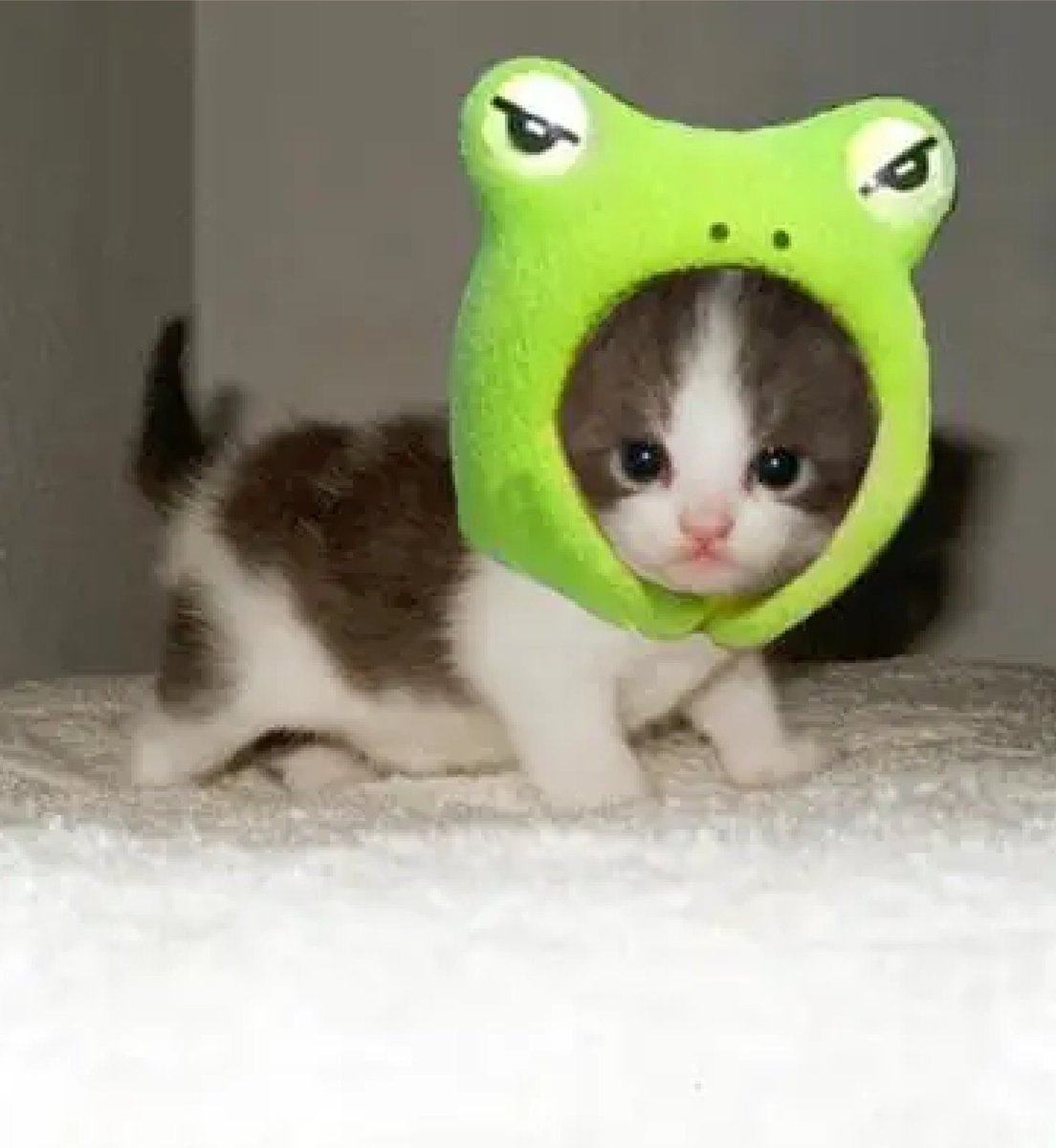 bib 🐥☕️ now on VGen! (@kapebeansies) on Twitter photo 