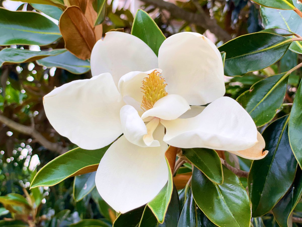 Sweet, sweet magnolia