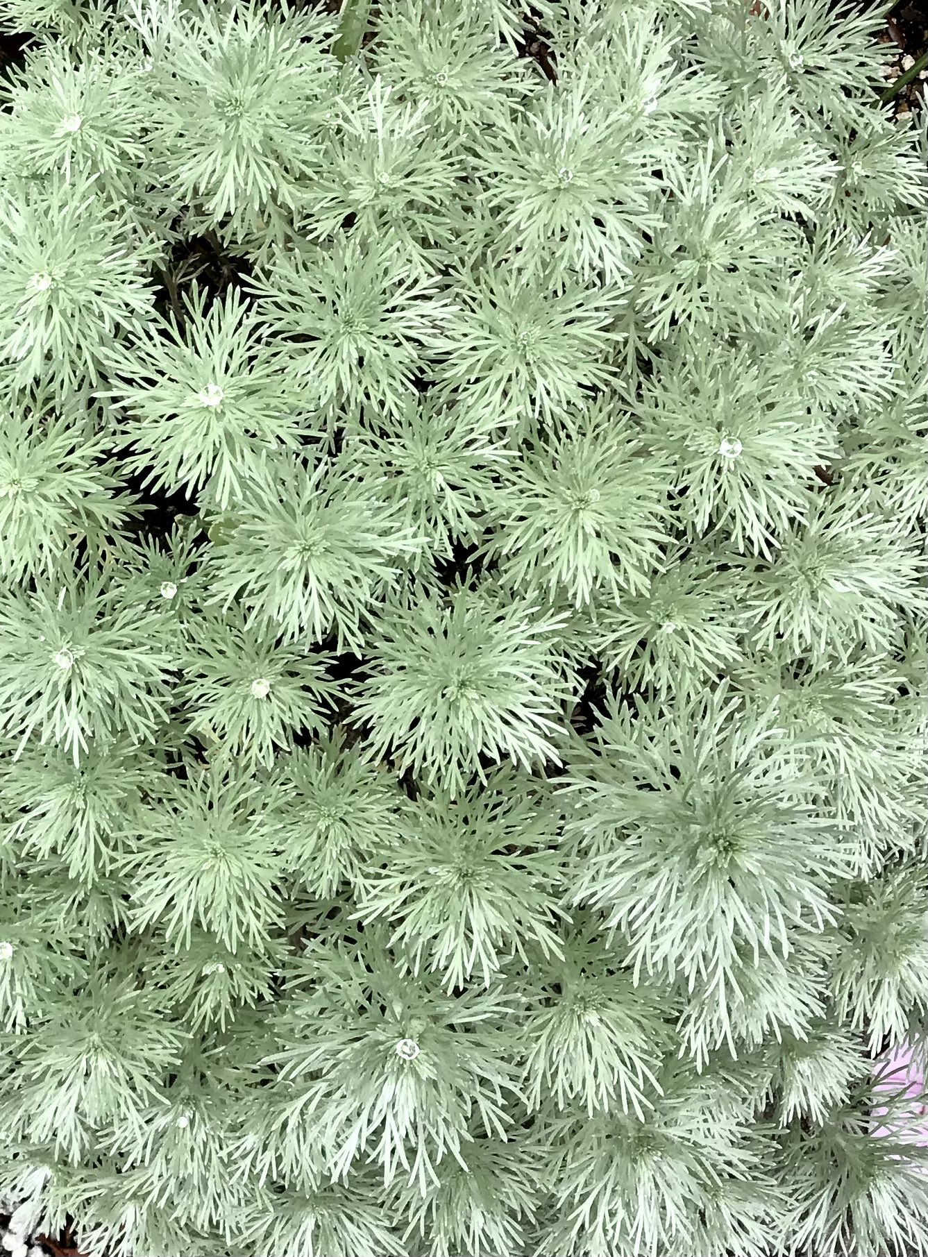 郁子 庭の花 アサギリソウ 花言葉 喝采 脚光 ヘメロカリス 花言葉 とりとめのない空想 T Co Rc5jardoy5 Twitter