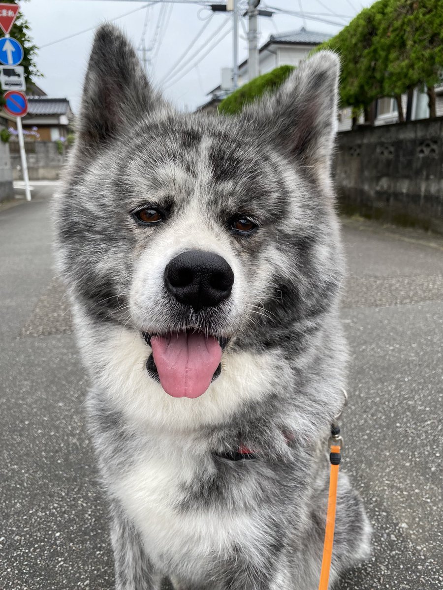 akitainu_nana_'s tweet image. 6月18日(土)⛅️

換毛期終盤...詐欺
終わる気がしないんですけど😑
あたまの毛がすごい😂

#秋田犬依存会 #換毛期