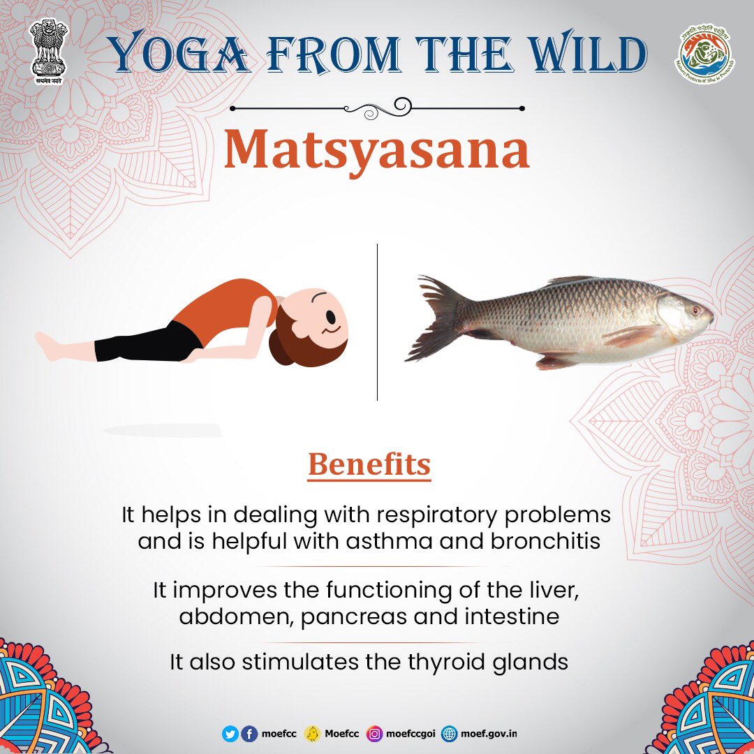 moefcc's tweet photo. So here is the Fifth Aasana, inspired by Fish. Practice the Aasana &amp; share your picture in the comments.
#MorningFromTheWild #AmritMahotsav #IDY2022 #Yoga https://t.co/pG507MpOkr