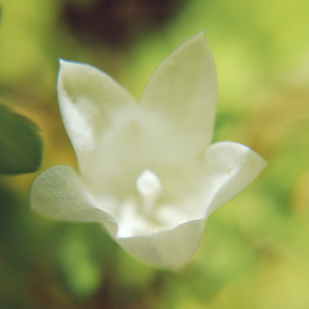 Jian Jianmiyou Twitter