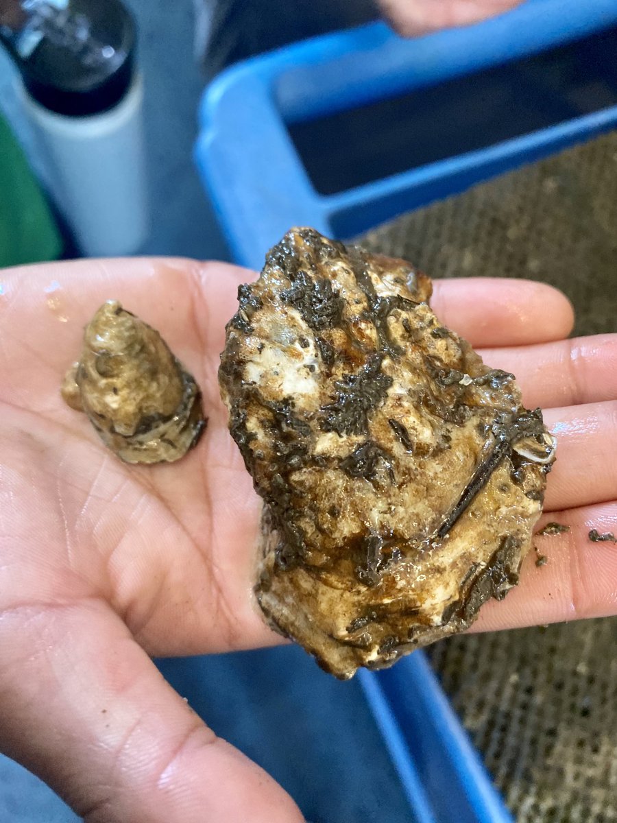 marietculver's tweet photo. Thank you @VAAquarium for helping find a new habitat for our oysters that we have raised @SeatackDream @LynnhavenES @anne_bianchi @OysterReefKeepr #OysterReef @LRNow #VBPartnerUp @vbschools 🦪 #OwlsCreek https://t.co/BVSODToFDI
