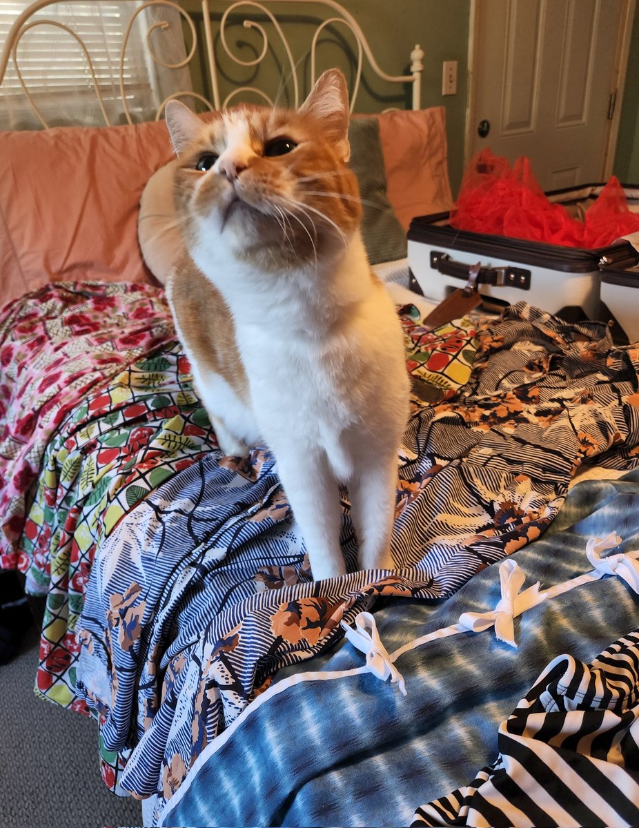 Trying to pack.
Why must cats do this?? 😸