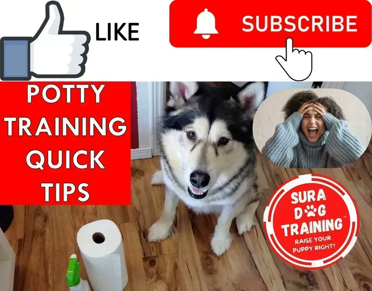 SuraDogTraining's tweet photo. 🐾 WHAT'S THE QUICKEST, MOST EFFECTIVE WAY TO POTTY TRAIN YOUR #DOG? 👉Watch our #video to learn! LIKE & SUBSCRIBE!
🔥 https://t.co/4OZBmBSKea 🔥
#dogs #puppy #puppies #dogsofinstagram #dogtraining #dogmom #pottytrain #pottytraining #housetraining #housetrain #SingleAndMingle https://t.co/3nRzE12fa0