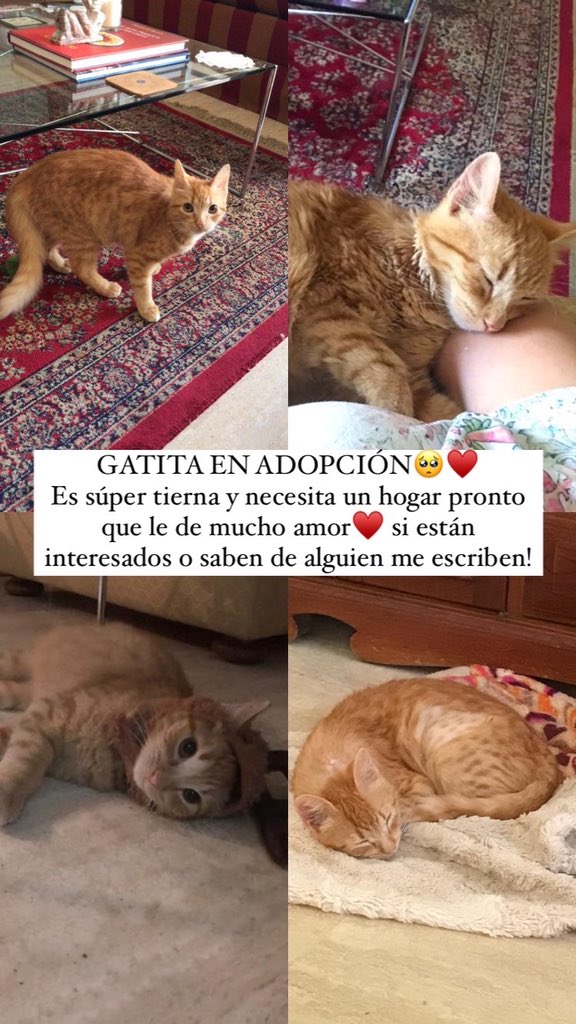 sabrimarin's tweet photo. GATITA EN ADOPCIÓN EN MARACAIBO🥺♥️ Si alguien está interesado o saben de otra persona me escriben 🥺 es súper tierna♥️ https://t.co/kTFqZjATtK