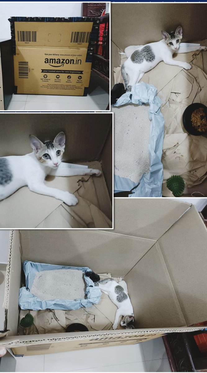 vnktkrshna's tweet image. Amazon Box becomes a home for injured cat that my daughter &amp;amp; wife rescued from roadside #PledgetoReuse
@amazonIN
