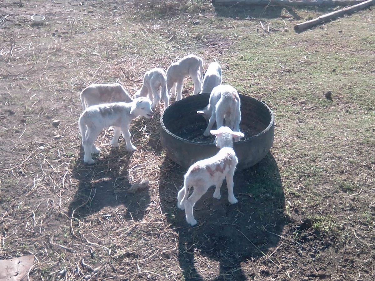 They started last week lambing and it's  very late this year. I understand too much rain ruined everything and my Rams were not comfortable, conditions were not user friendly.