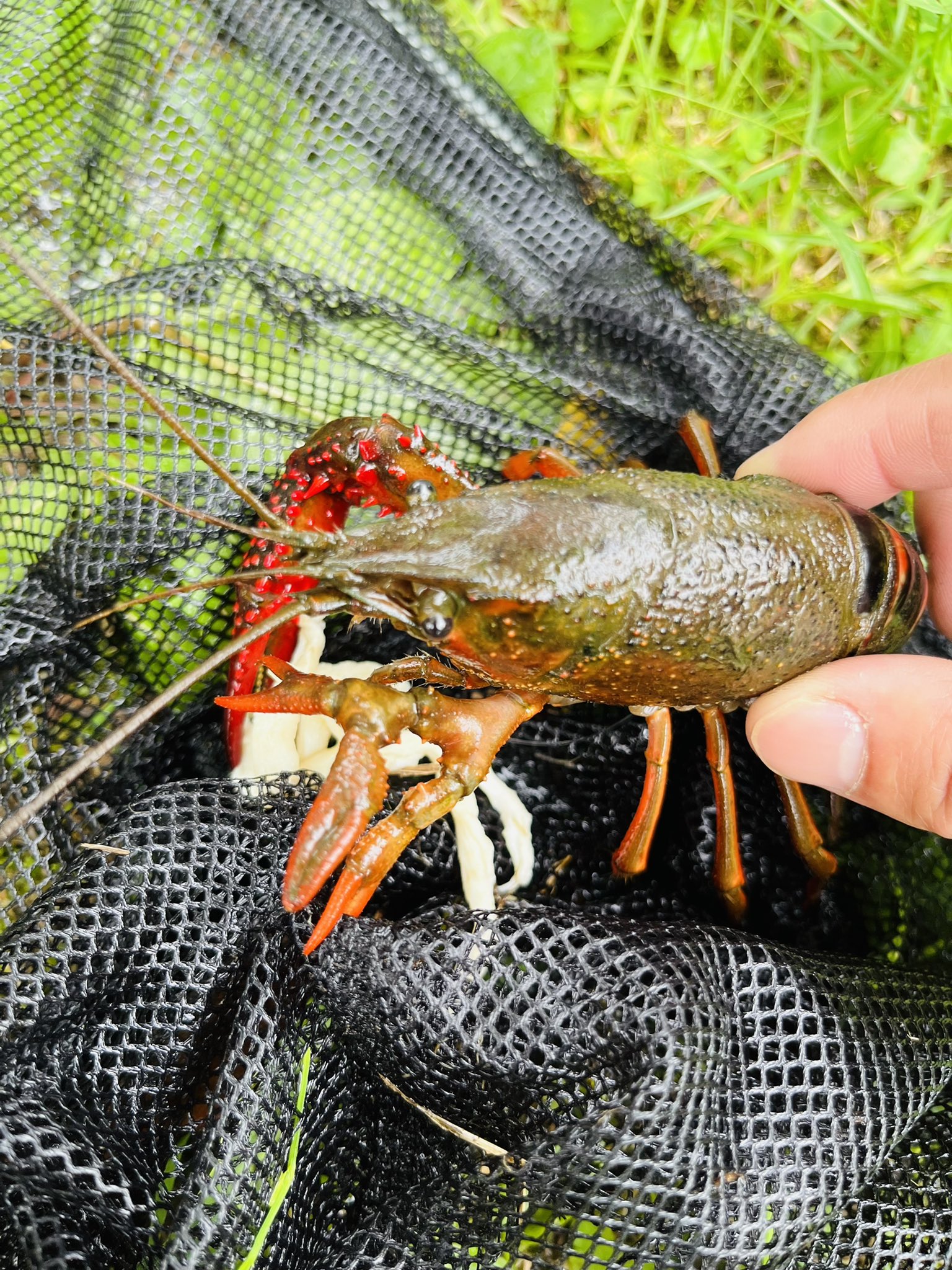 Oncorhynchus Masou 子供達とザリガニ釣り Amp ガサガサ 左手が訳わからないやつ釣れた W 全部ハサミ動くしね W ガサガサ ザリガニ 釣り T Co 3rklnjeh2i Twitter