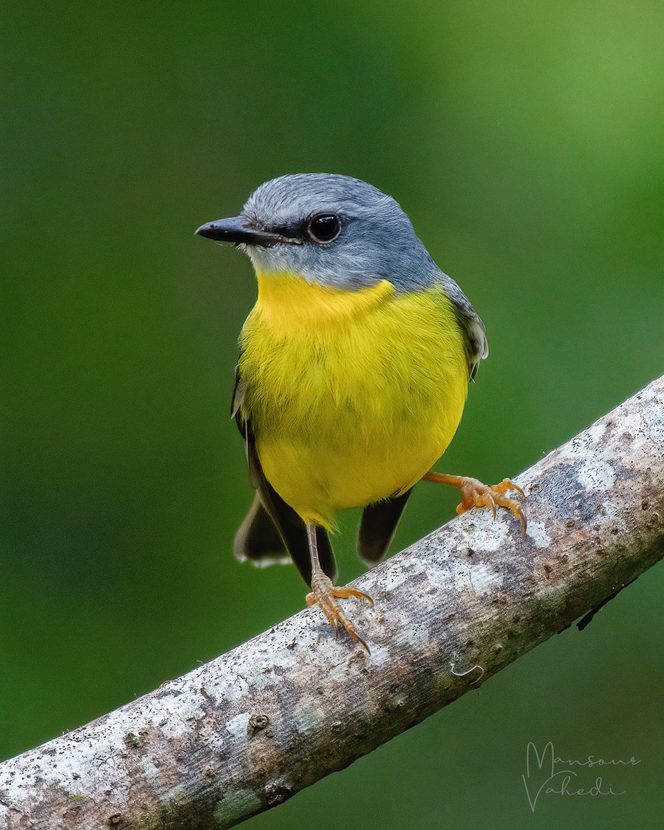 Eastern Yellow Robin (Eopsaltria australis)
Pullenvale, Queensland
OZ BIRD PHOTOGRAPHY ©
PRINTS 👇 (Use 'SHIP22' for free worldwide shipping)
ozbirdphotography.com.au/.../eastern-ye…...
#birds #nature #birdphotography #canvasprints #posterprints