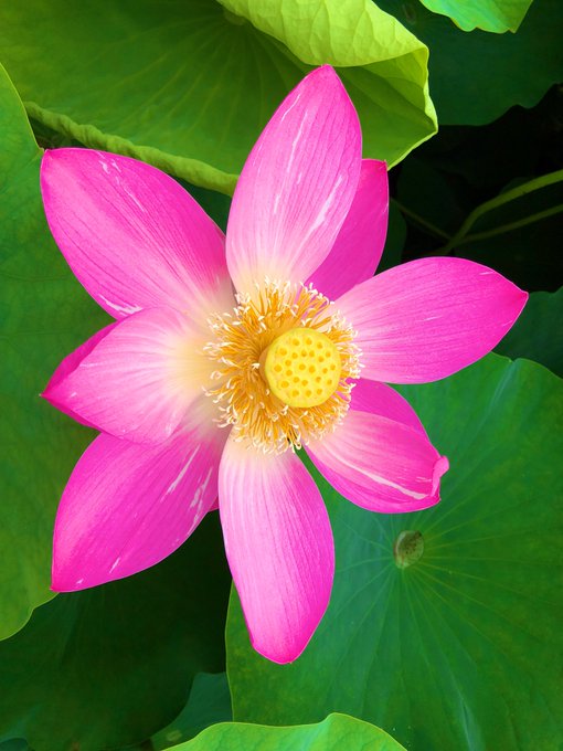 Twitterのコスプレ画像13